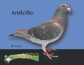Aristotle - Winner of the Bossley Park 2014 $100,000.00 Race - Currently he is the Highest Prise Winning Bird in Australia