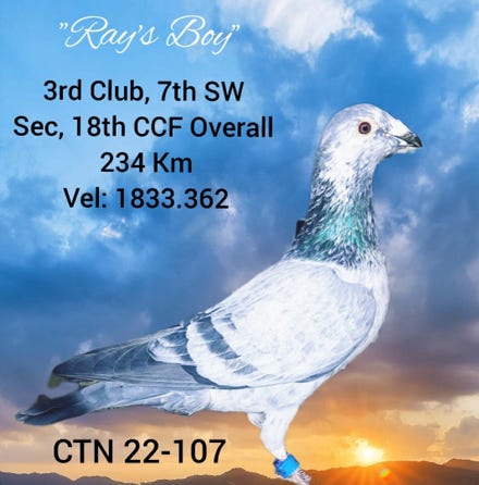 Rays Boy - 3rd Club - 7th SW Sec - 18th CCF overall - CTN-22-107